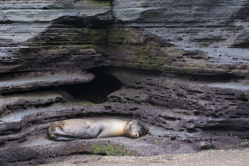 Galápagos Sealion